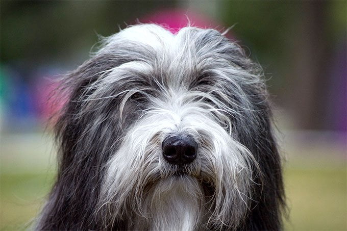 foto Perro Bearded Collie