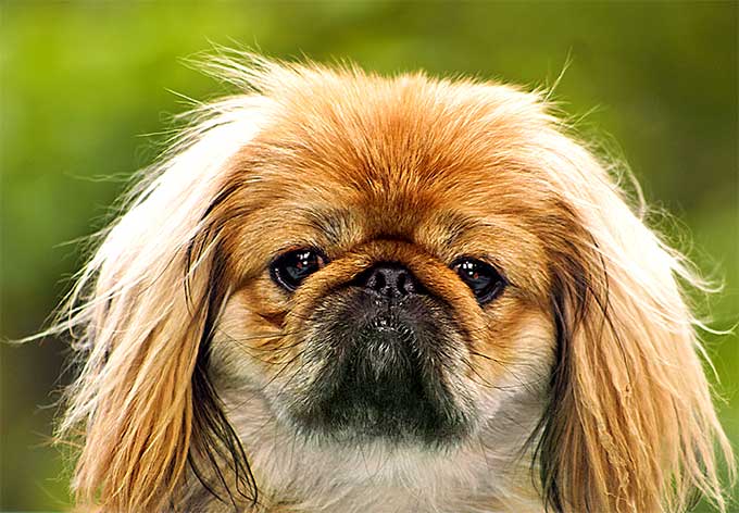 foto Perro Pekinés