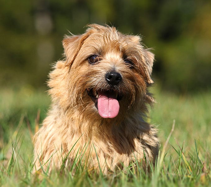 foto Perro Norfolk Terrier