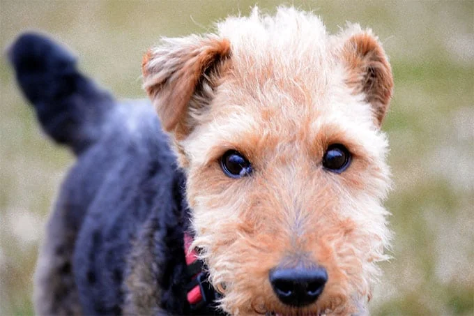 foto Perro Welsh Terrier