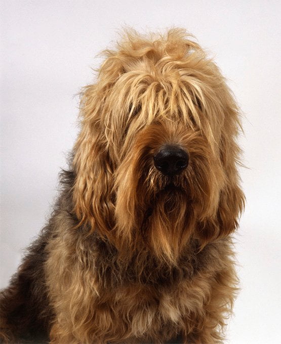 foto Perro Otterhound