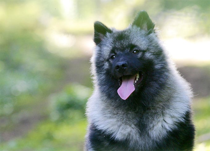 foto Perro Keeshond