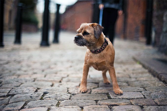 foto Perro Border Terrier