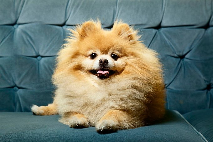 foto Perro Pomerania