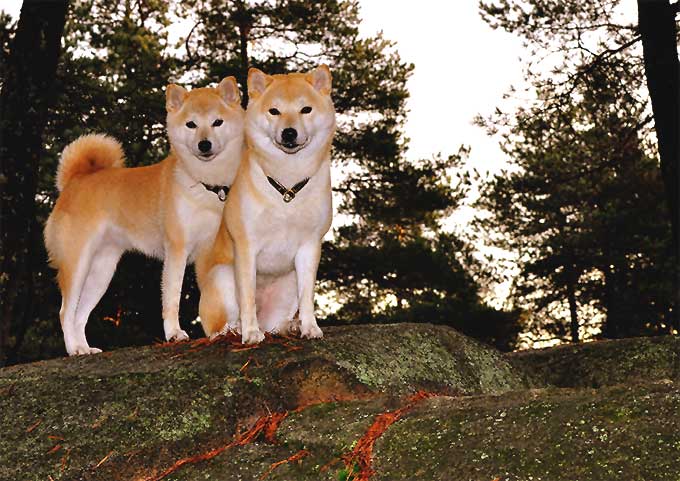 foto Perro Shiba Inu