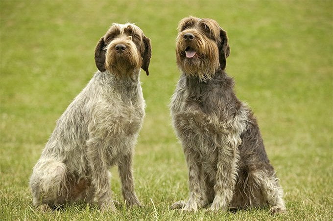 foto Perro de pelo duro (Wirehaired Pointer Griffon)