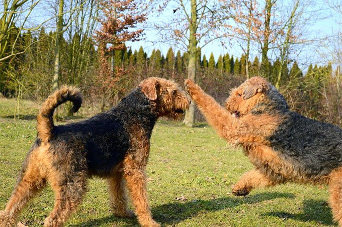 foto Perro Airedale Terrier