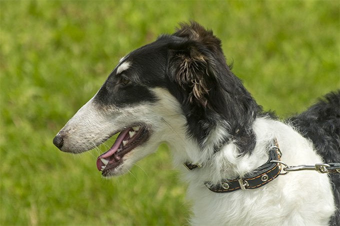 foto Perro Borzoi