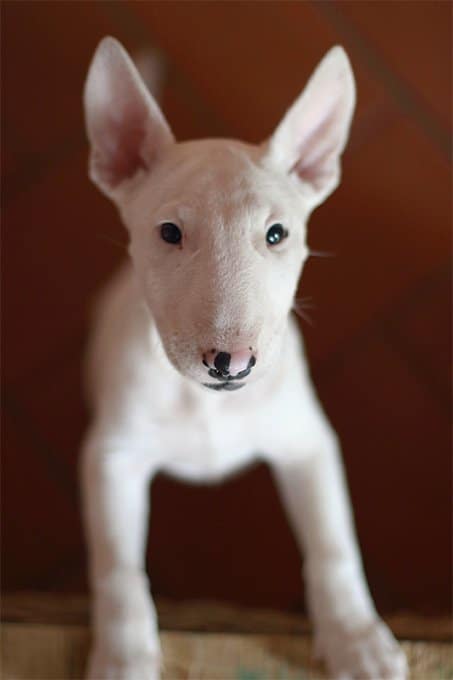 foto Perro Bull Terrier
