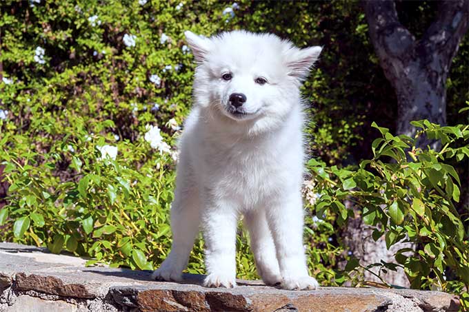 foto Perro Esquimal Americano