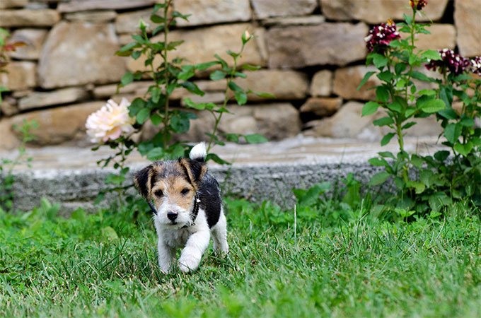 foto Perro Fox Terrier