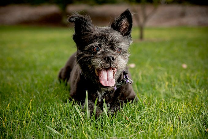 foto Perro Schipperke