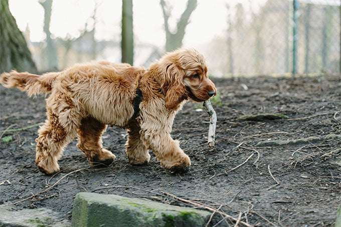 foto Perro Springer Spaniel Inglés