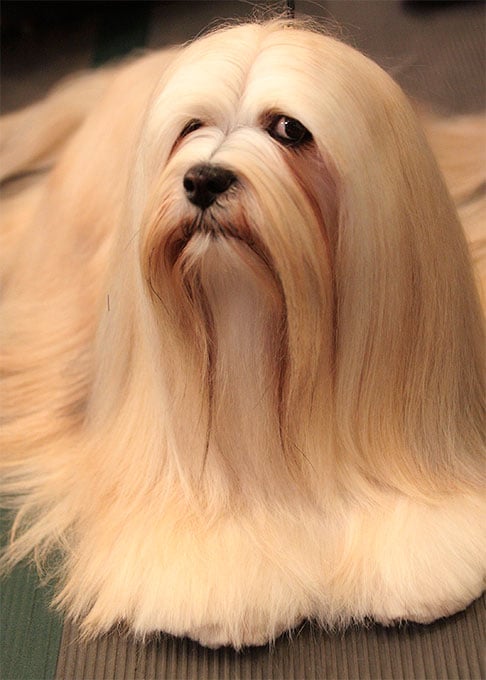 foto Perro Lhasa Apso