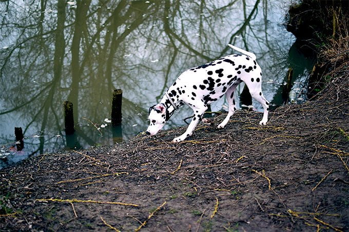 foto Perro dálmata