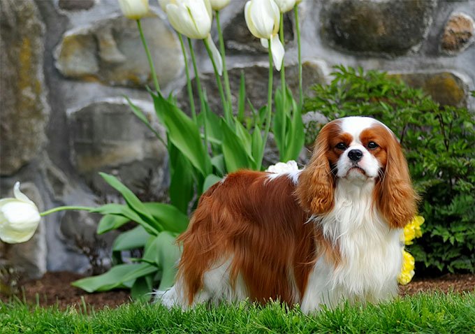 foto Perro Cavalier King Charles Spaniel