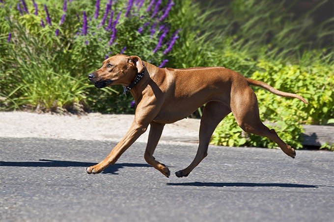 foto Información, fotos, características y datos de la raza de perro Rhodesian Ridgeback