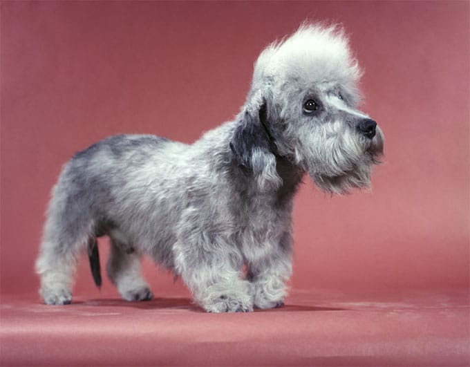 foto Dandie Dinmont Terrier