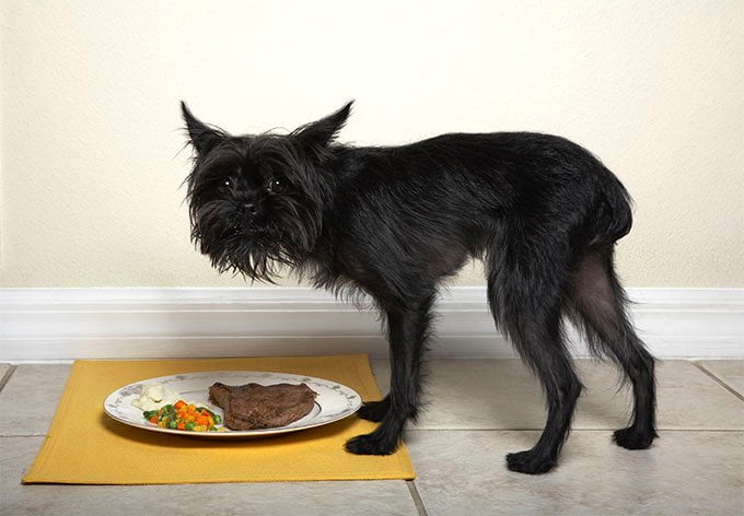 foto Perro Affenpinscher