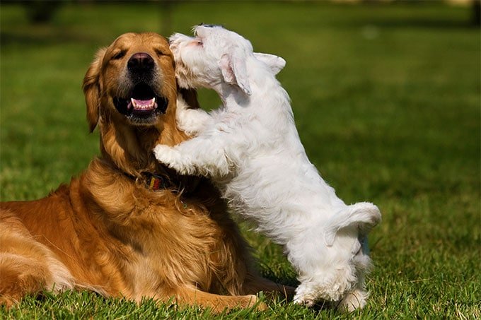 foto Perro Terrier de Sealyham