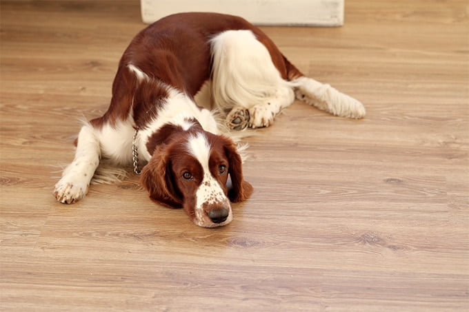 foto Perro Welsh Springer Spaniel