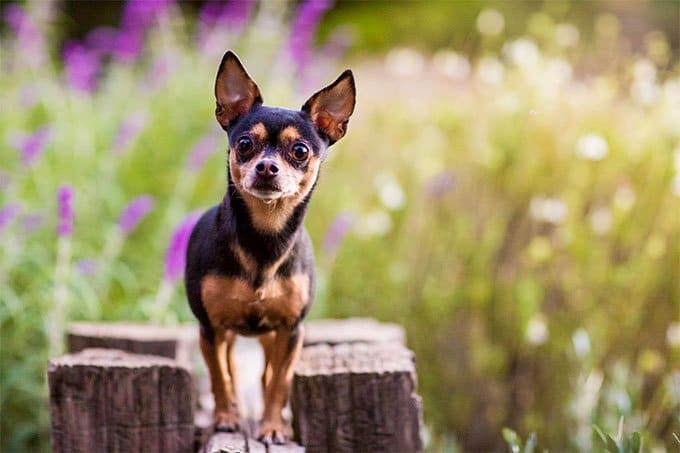 foto Perro Chihuahua