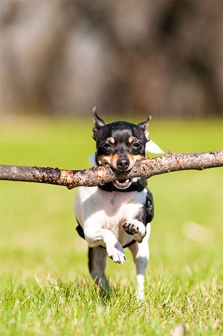 foto Perro Fox Terrier Toy