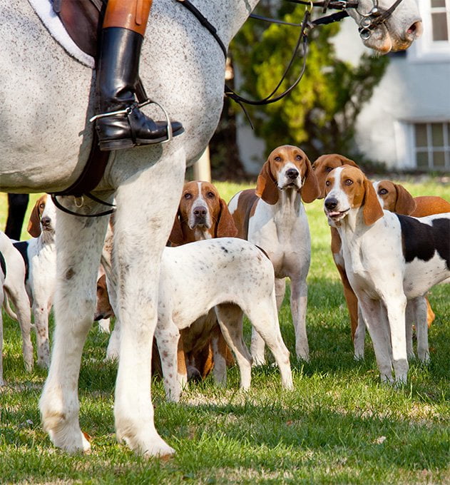 foto Perro Foxhound Americano