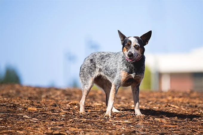 foto Perro Boyero Australiano