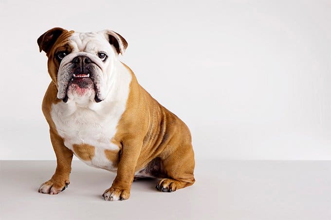 foto Perro Bulldog