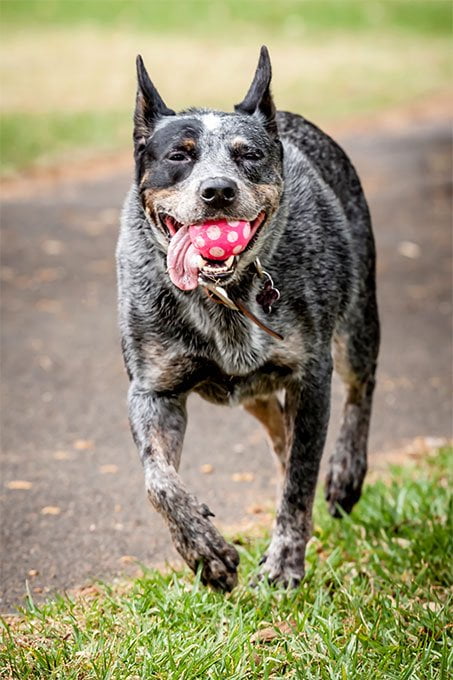 foto Perro Boyero Australiano