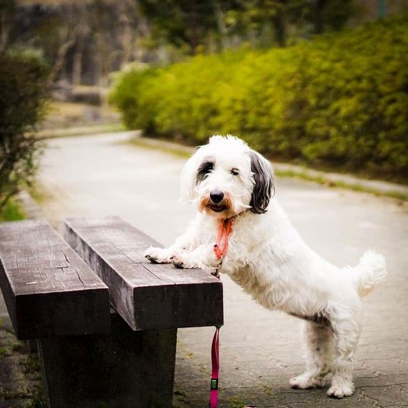 foto Perro Terrier de Sealyham