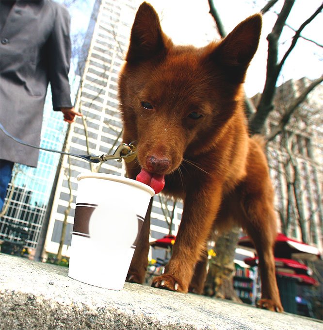 foto Perro Schipperke