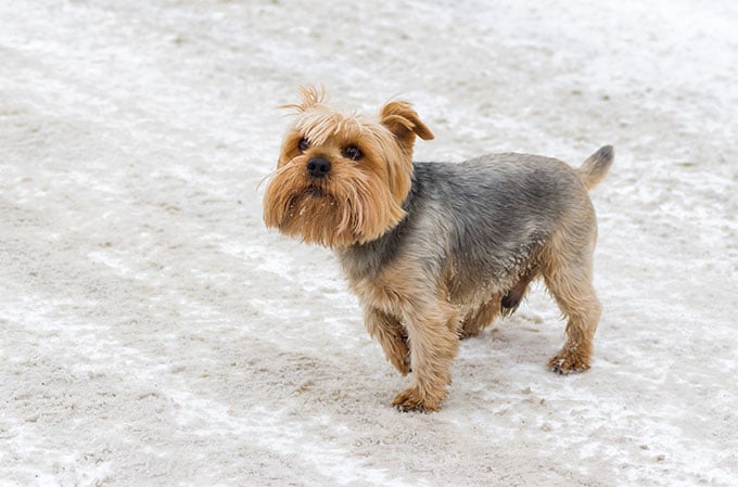 foto Perro Norfolk Terrier