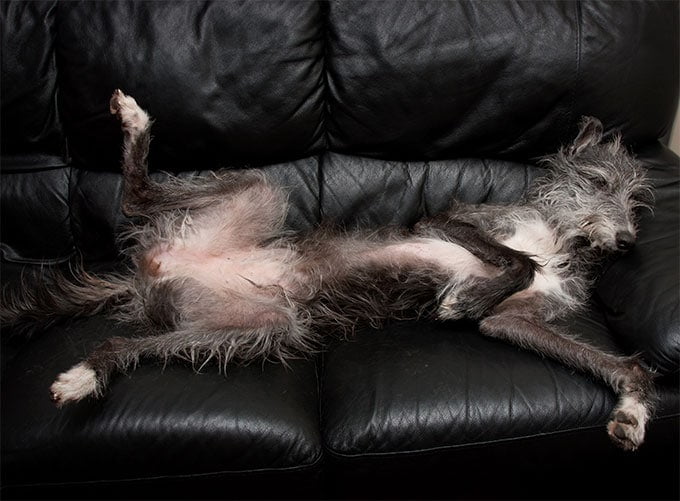 foto Deerhound escocés - Información, fotos, características y hechos