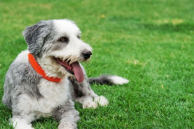 foto Perro Bearded Collie