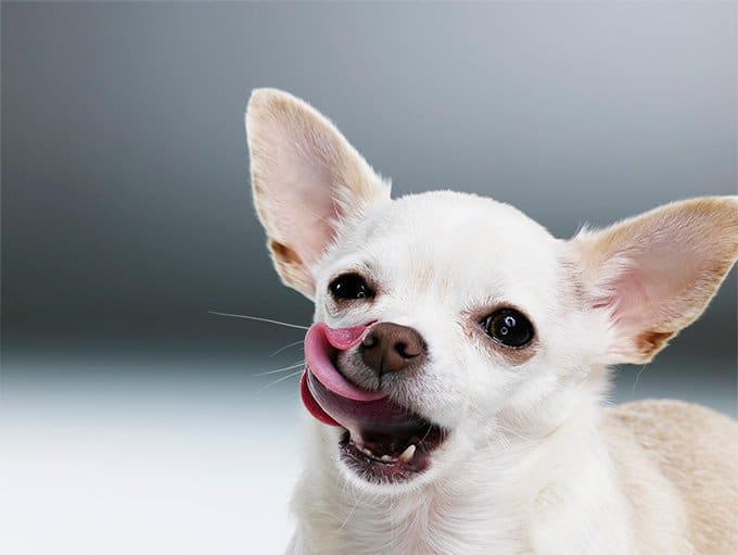 foto Perro Chihuahua