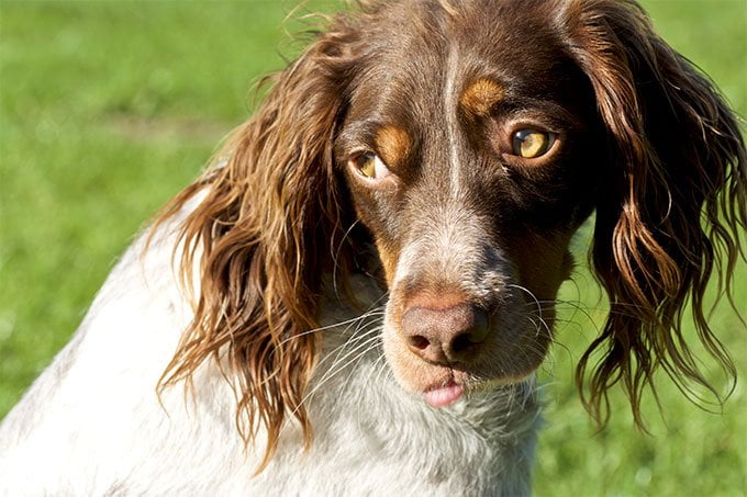 foto Perro Springer Spaniel Inglés