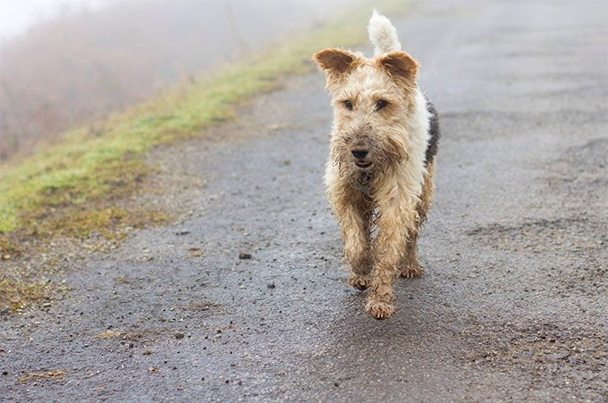 foto Perro Fox Terrier