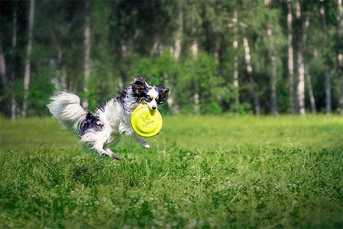 foto Perro Papillon