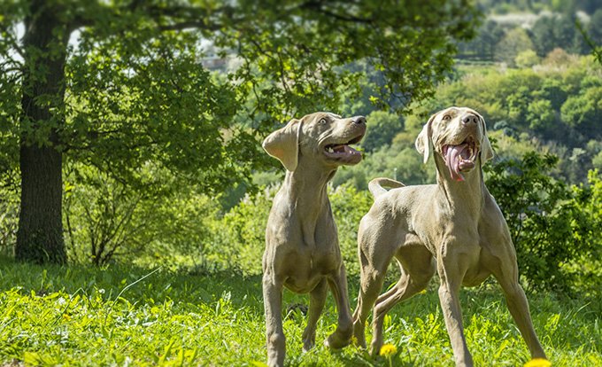 foto Perro Weimaraner