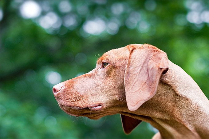 foto Perro Vizsla