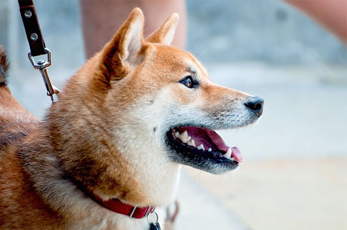 foto Perro Shiba Inu