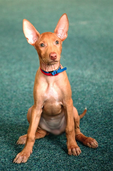 foto Información sobre la raza de perro Pharaoh Hound, fotos, características y hechos