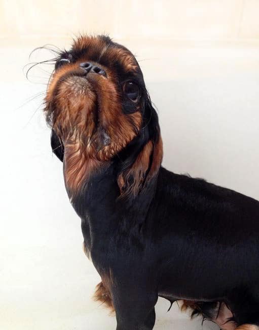 foto Perro de raza Toy Spaniel Inglés