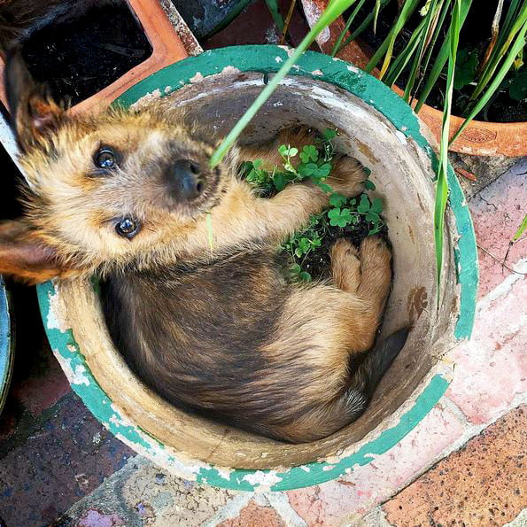 foto Perro Terrier Australiano