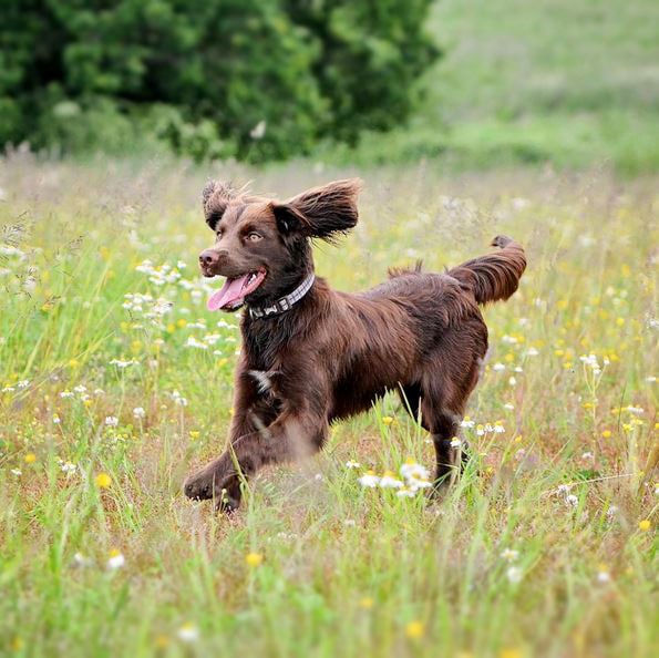 foto Perro de Sussex Spaniel