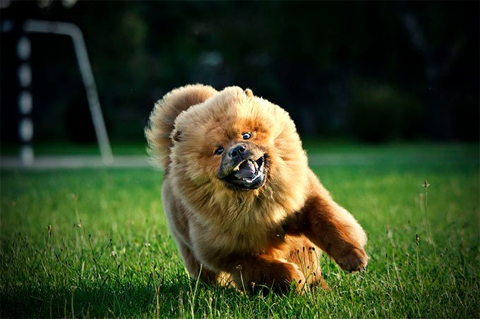 foto Chow Chow Perro