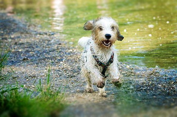 foto Perro de raza Petit Basset Griffon Vendeen