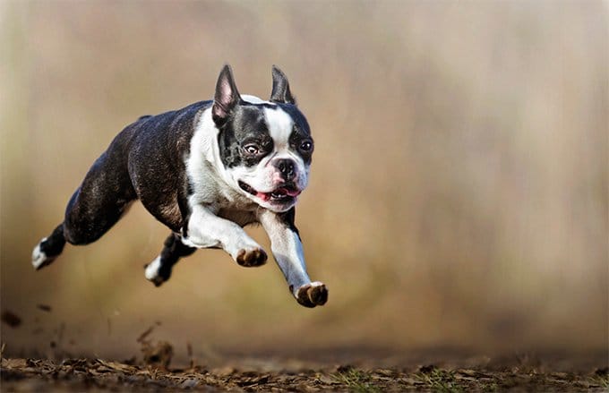 foto Perro Boston Terrier